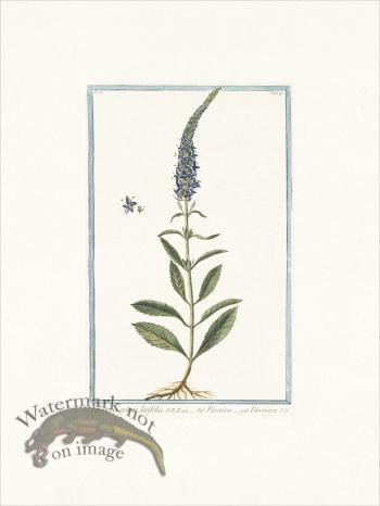 Bonelli 148 Spiked speedwell